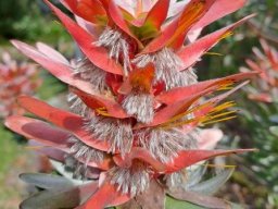 Mimetes splendidus old flowers